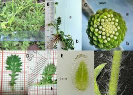 Image result for Cotula australis