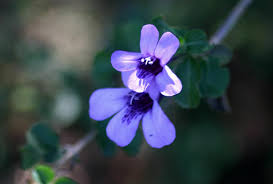 Image result for Dyschoriste thunbergiiflora