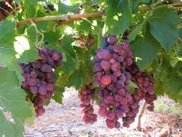 Cardinal Table Grapes Grapes Fruit Vines