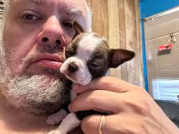 Penny the Boston Terrier puppy at 6 weeks old