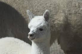 Grants For Starting An Alpaca Business Alpaca Farm Alpaca Animals