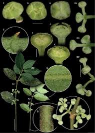 Image result for Monimiaceae