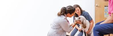 As the only feline exclusive cat friendly practice in gainesville, we pride ourselves on our american association of feline practitioners gold standard award that recognizes the tremendous level of care. Gainesville Veterinarian Haile Plantation Animal Clinic