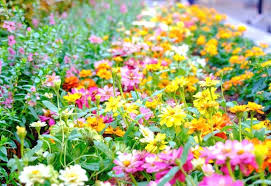 Maybe you would like to learn more about one of these? 12 Beautiful Deer Resistant Flowering Annuals For Your Garden