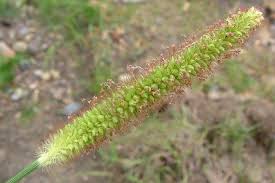 Image result for Setaria pumila