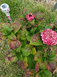 Read on to learn about the different hydrangea diseases and how to cercospora manifests as circular purple or brown spots on the bottom of the plant. What Are The Dark Spots On The Leaves Of My Hydrangea Garden Gab