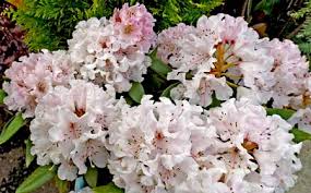 Rhododendron Christmas Cheer Trees And Shrubs Christmas Cheer Plants