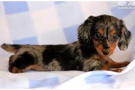 Dachshund Mini Puppy For Sale Near Lancaster Pennsylvania 82287d5a 9a71 Dauchshund Puppy Dachshund Puppies Dachshund Puppy Miniature