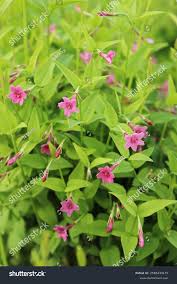 Image result for Jasminum beesianum