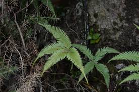 Image result for Sticherus flagellaris
