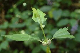 Image result for Droguetia iners