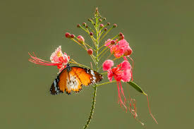 Image result for Pentarhopalopilia