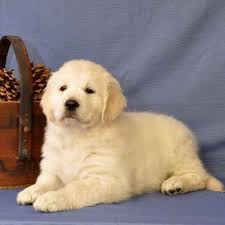 Golden retriever puppies are one of the most popular dog breeds for a reason! Golden Retriever Puppies Virginia Beach Petsidi