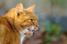 Kediler Neden Miyavlar Kedi Blog