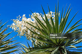 Image result for Asparagaceae