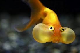 Lesbian Blow Fish Peces De Acuario Pescados Divertidos Animales