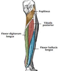 Anterior muscles in the body. Muscles Of The Lower Leg Anterior Posterior Lateral New Health Advisor Human Anatomy Physiology Medical Anatomy Lower Limb Muscles