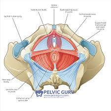 There are many muscles that form the pelvic floor, including puborectalis, pubococcygeus, iliococcygeus and coccygeus. The Female Pelvis Embodied Physical Therapy