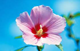 Facts About Korea Rose Of Sharon Facts About Korea Flowers