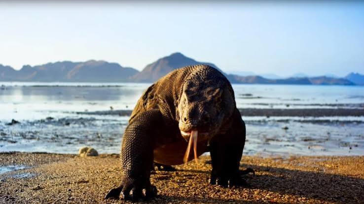 Planet Earth 2: Everything you need to know about David Attenborough's new  BBC show - release date, start time, number of episodes | The Independent |  The Independent
