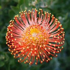 Image result for Protea rupestris