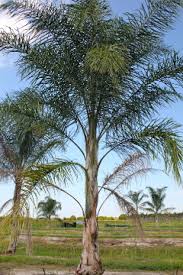 Book your getaway in paradise today. From Palm Farm