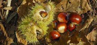 The sweet nuts ripen in the fall of the year and are excellent for roasting or candied. Chestnut Sweet Grow Guide
