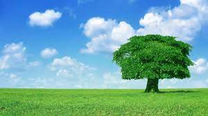 Hd Wallpapers Wallpaper Microsoft Windows Xp Blue Desktop 1920 1080 Xp Hd Wallpapers 68 W Nature Photography Trees Color Splash Photography Splash Photography