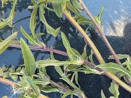 Image result for Acalypha psilostachya