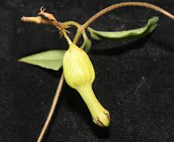 Image result for Ceropegia abyssinica