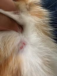 They are most common on the. Miliary Dermatitis I Checked My Cat For Fleas But Found Nothing Vet