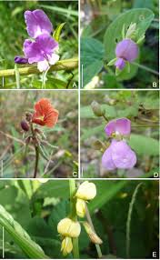 Image result for Galactia