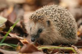 Igel suchen sich selbst ein winterquartier und überwintern in der natur auch ohne überlebenshilfe. 3 Tipps Fur Einen Igelfreundlichen Garten Themen Lokalmatador