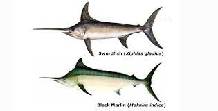 Is a swordfish the same as a marlin? The Difference Between Swordfish And Marlin Its A Fishing Thing
