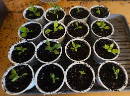 Image result for Tetragonia spicata