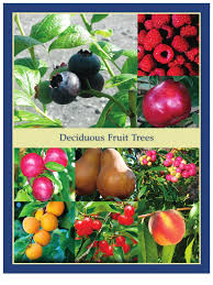 Check spelling or type a new query. Deciduous Fruit Trees Leo Gentry Nursery Apple Plum