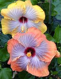 Hidden Valley Hibiscus Hibiscus Plant Hollyhocks Flowers Tropical Flower Plants