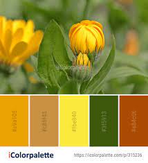Color Palette Ideas From Flower Yellow Plant Image Yellow Plants Plant Images Color Palette