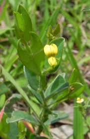 Image result for Stipularia