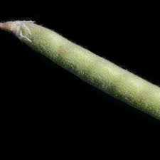 Image result for Tephrosia lupinifolia