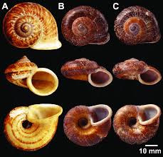 Image result for Cyclosorus molundensis