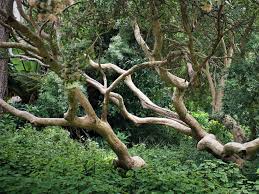 Image result for Olinia rochetiana