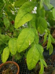 Image result for Citropsis