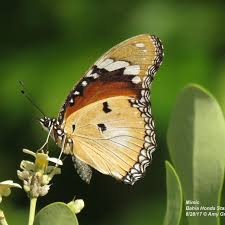 Image result for Mitrasacmopsis