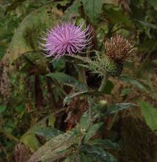 Image result for Ageratinastrum palustre