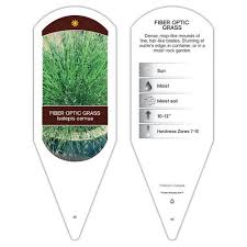 Image result for Isolepis costata