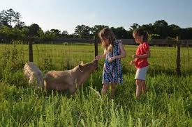 Piedmont Farm Animal Refuge The Future Is Bright Animals Farm Animals Animal Sanctuary