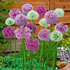 Sortiment Riesenzierlauch Blumensamen Zierlauch Blumenzwiebeln
