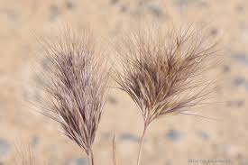 Image result for Bromus leptoclados