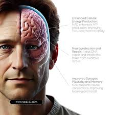 Migraine headache: NIA researchers study brain flow